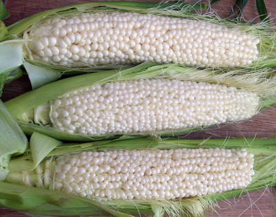 WILLVINE GBPUT -IX Gentleman Sweet Corn Seeds-[100g] Seed(400 per packet)