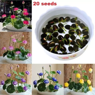 Crapulous Lotus Flower Seeds mix - Indoor For Home Garden - 10 Seeds Seed(20 per packet)