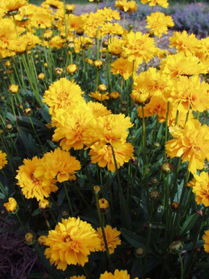 Biosnyg Coreopsis, Early Sunrise [100 Seeds] Seed(100 per packet)