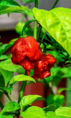 KNESSiN Hybrid Carolina Reaper Hot Chilli Vegetable Seeds For Planting-(1200 Seeds) Seed(1200 per packet)