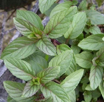 CYBEXIS LX-13 - Chocolate Mint - (1350 Seeds) Seed(1350 per packet)