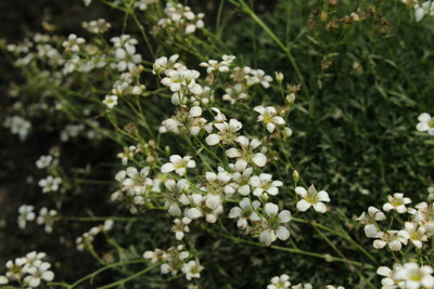 MAA gypsophila flower Seed(50 per packet)