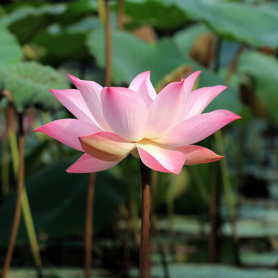 ALPINE HYBRIDE SEEDS Lotus Seed(10 per packet)