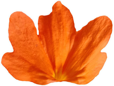 Click to buy kanakambaram-firecracker-crossandra Seed(36 per packet)