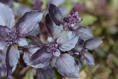 VibeX ® LXI-1 Opal Basil Seed Seed(1000 per packet)
