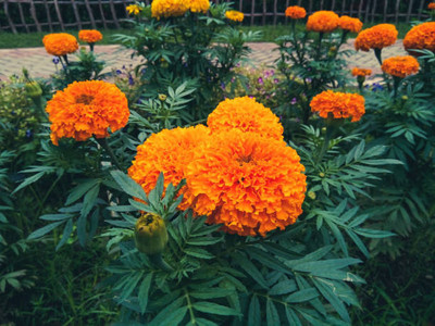 CORUS marigold,gende ka phool seeds Seed(21 per packet)