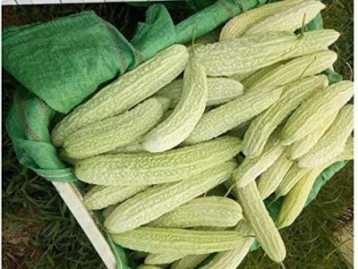 VibeX GUA-83 - Balsam Pear Bitter Gourd - (900 Seeds) Seed(900 per packet)