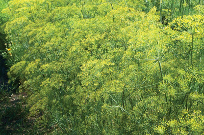 CYBEXIS TLX-92 - Mammoth Long Island Dill - (2250 Seeds) Seed(2250 per packet)