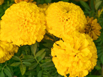 Falc marigold/gende ka phool flower seeds Seed(75 per packet)