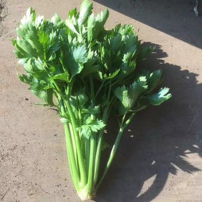 CEZIUS Imported Exotic Seeds Organic Green Celery Vegetable Seed(65 per packet)