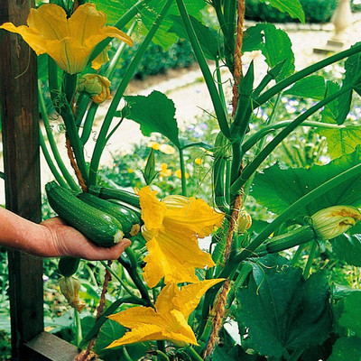 KNESSiN Green Rustic Zucchini Seed(100 per packet)