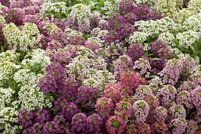 Quentova Alyssum Wonderland Mix-RAJ Seed(30 per packet)