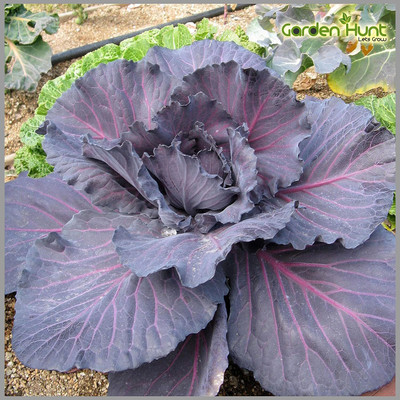 WILLVINE PUSA -XII Red Cabbage Vegetable Seeds [2.5g] Seed(750 per packet)