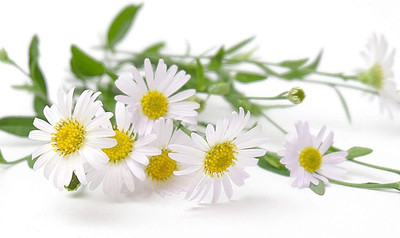 VibeX VVI-4 - German Chamomile - (2250 Seeds) Seed(2250 per packet)