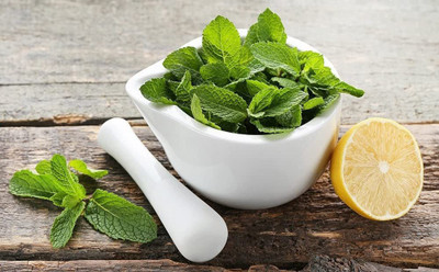 CYBEXIS HUA-99 - Lemon Balm Herb - (2250 Seeds) Seed(2250 per packet)