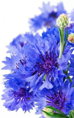 MAA Cornflower Seed(30 per packet)