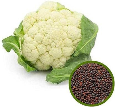 VibeX PUAS-43 - CAULIFLOWER F1 HYBRID - (1350 Seeds) Seed(1350 per packet)