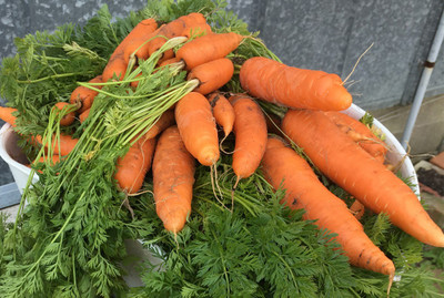 CYBEXIS Bolero Imported Carrot Variety2000 Seeds Seed(2000 per packet)