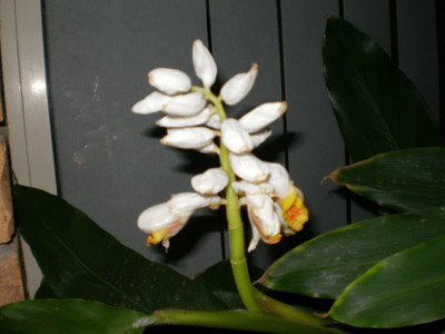 CYBEXIS LX-81 - Chota Elach -Cardamom -Veldode -Yallaki -EalaChai - (180 Seeds) Seed(180 per packet)