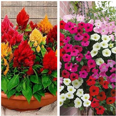LPR MIX COMBO, FLOWER COMBOO Seed(15 per packet)