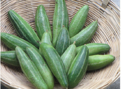 WILLVINE Hybrid Pointed gourd Seeds,Parwal,Parval[10 Gms, 50 Seeds] Seed(50 per packet)