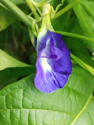 Dasstore APARAJITA FLOWER SEED Seed(15 per packet)