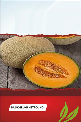 VibeX NDIR-51 - Muskmelon for Kitchen Gardening - (450 Seeds) Seed(450 per packet)
