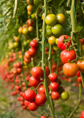 MRCY tomato Seed(90 per packet)