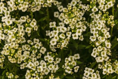 FRESHO gypsophila flower Seed(200 per packet)