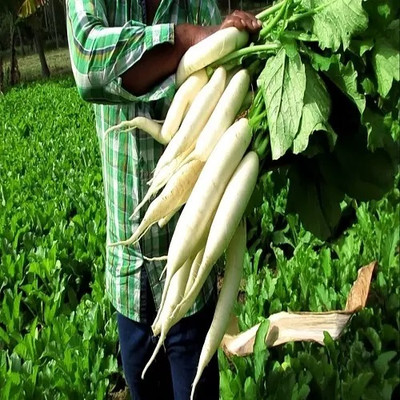 VINTI Organic White Radish मूली के बीज Seed(2000 per packet)