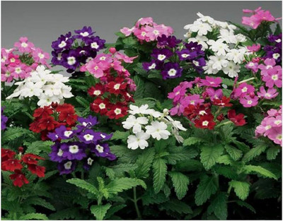 BJUBAS perennial verbena seeds pack of 26 Seed(26 per packet)