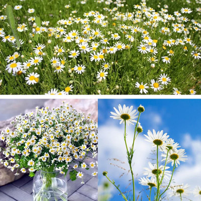 CYBEXIS PUAS-9 - Organic German Chamomile - (2250 Seeds) Seed(2250 per packet)
