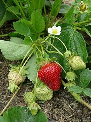 Aywal Good Quality Strawberry Fruit Seed(40 per packet)