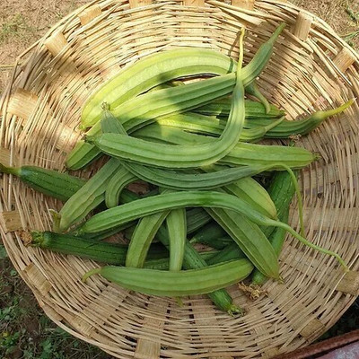 jkfarm Ridge Gourd, Jhinga Seed(460 per packet)