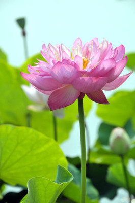 surmul lotus,kamal gatta Seed(14 per packet)