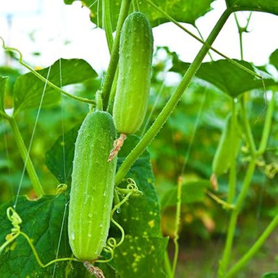 TENNYSON ORGANIC CUCUMBER Seed(20 per packet)