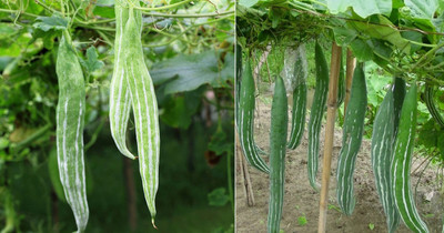 wequality Deshi snake gourd/chichinda vegetable seeds for plant Seed(20 per packet)