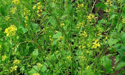 CYBEXIS GBPUT-61 - Black Mustard Non GMO - (750 Seeds) Seed(750 per packet)