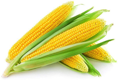 WILLVINE VNR -IX F1 Hybrid Navin Sweet Corn -[1Kg] Seed(4000 per packet)