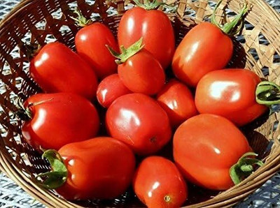 Biosnyg Hybrid Italian Roma Tomato Seeds for Terrace Gardening - (1000 Seeds) Seed(100 per packet)