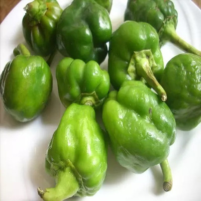 VASUDHA Organic Capsicum/Bell Pepper Seed(800 per packet)