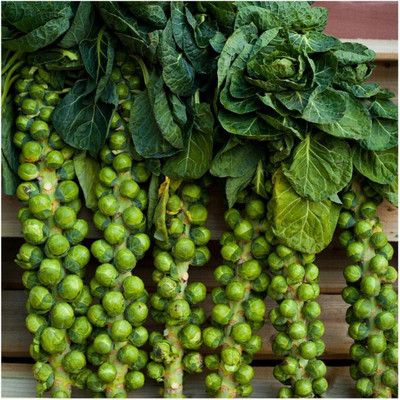WILLVINE AGRI -IV Brussels Sprouts Long Island Improved [10g] Seed(3000 per packet)