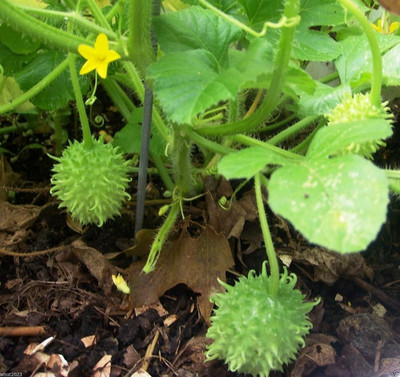 Qualtivate PUAS-2A West Indian Gherkin Burr Cucumber Seed(300 per packet)