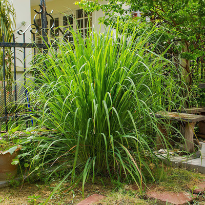 CYBEXIS XLL-86 - Lemon Grass (Hybrid) - (250 Seeds) Seed(250 per packet)