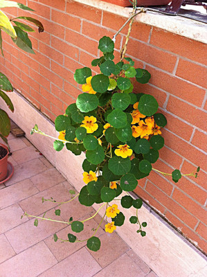 CYBEXIS Nasturtiums Hanging Coir Basket Hybrid Seeds Seed(50 per packet)