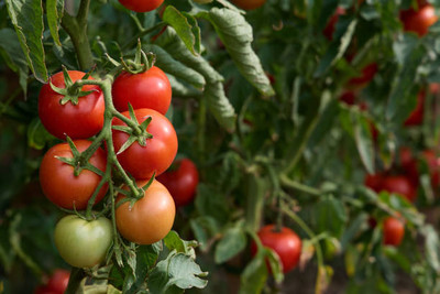 Unicosa Ayurveda tomato Seed(105 per packet)