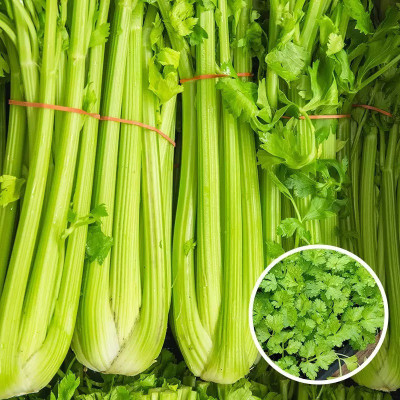 ENTENT Organic Celery Vegetable Seed(50 per packet)