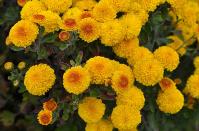 AAKASH marigold/gende ka phool flower seeds Seed(50 per packet)