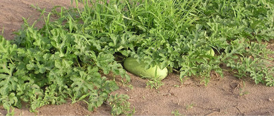 KNESSiN Heat Tolerant Charleston Grey Watermelon Fruit Seeds For Planting-(50 Seeds) Seed(50 per packet)