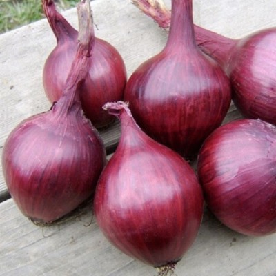 WATIKA Shallot Onion Seed(3000 per packet)